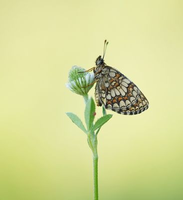Bosparelmoervlinder / Heath Fritillary