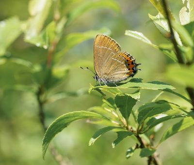 Pruimenpage / Black Hairstreak