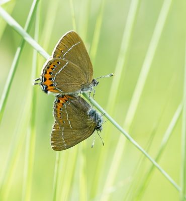 Pruimenpage / Black Hairstreak