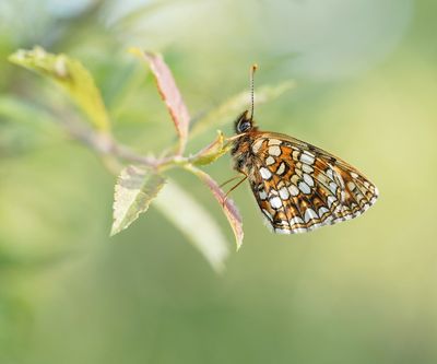 Woudparelmoervlinder / False Heath Fritillary
