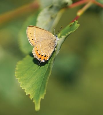 Pruimenpage / Black Hairstreak