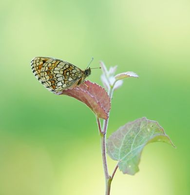 Bosparelmoervlinder / Heath Fritillary