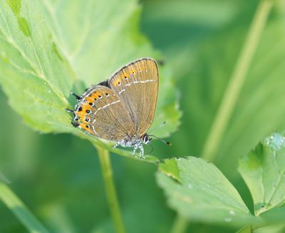 Pruimenpage / Black Hairstreak