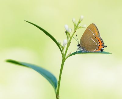 Pruimenpage / Black Hairstreak
