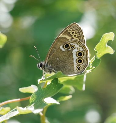 Boszandoog / Woodland Brown