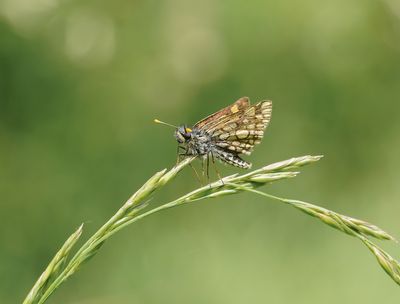 Bont Dikkopje / Chequered Skipper