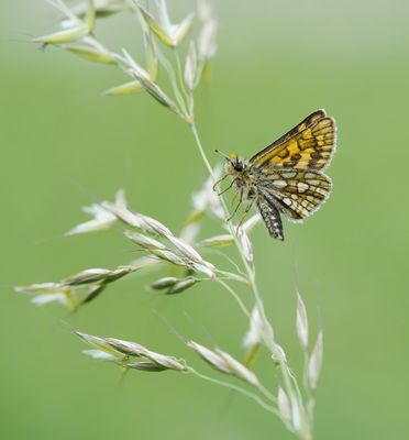 Bont Dikkopje / Chequered Skipper