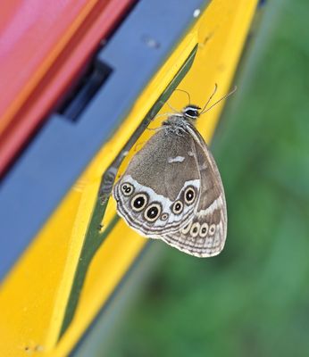 Boszandoog / Woodland Brown