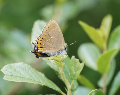 Pruimenpage / Black Hairstreak