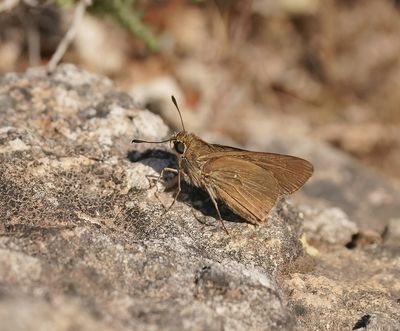 Gierstdikkopje / Millet Skipper