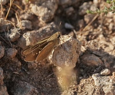 Gierstdikkopje / Millet Skipper