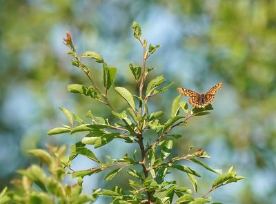 Roodbonte Parelmoervlinder / Scarce Fritillary