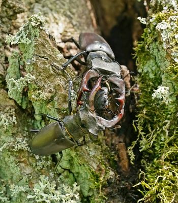 Vliegend Hert / Stag Beetle