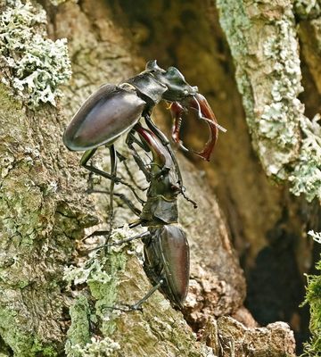 Vliegend Hert / Stag Beetle