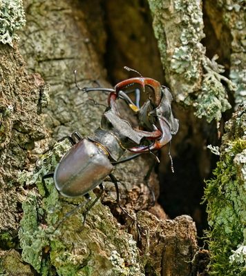 Vliegend Hert / Stag Beetle