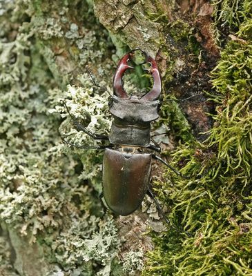 Vliegend Hert / Stag Beetle