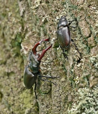 Vliegend Hert / Stag Beetle
