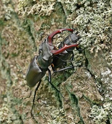 Vliegend Hert / Stag Beetle
