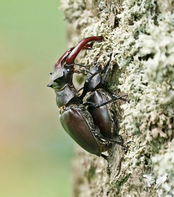 Vliegend Hert / Stag Beetle