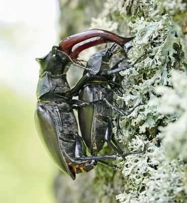 :: Vliegend Hert / Stag-beetle ::