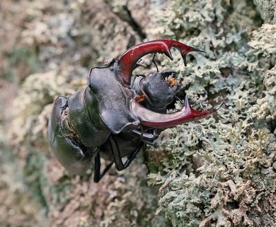 Vliegend Hert / Stag Beetle