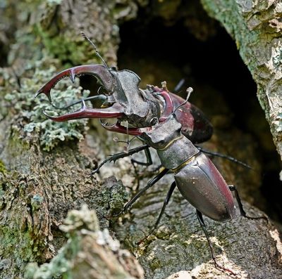 Vliegend Hert / Stag Beetle