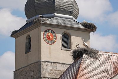 Ooievaar / White Stork