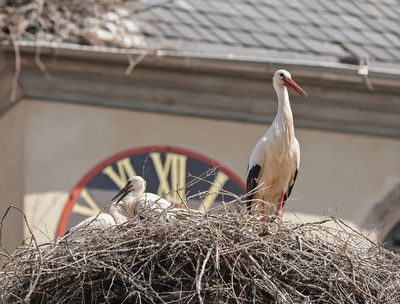 Ooievaar / White Stork