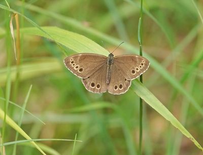 Boszandoog / Woodland Brown