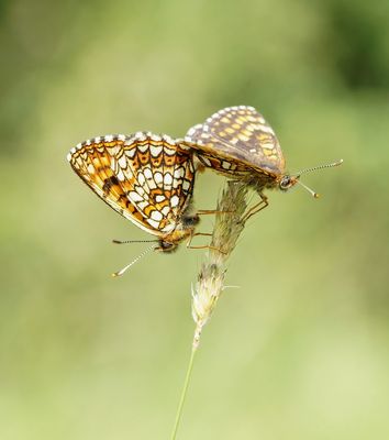 Woudparelmoervlinder / False Heath Fritillary