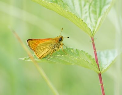 Groot Dikkopje / Large Skipper