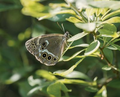 Boszandoog / Woodland Brown