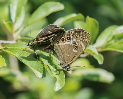 Boszandoog / Woodland Brown