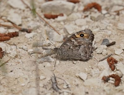 Cyprusheivlinder / Cyprus Grayling