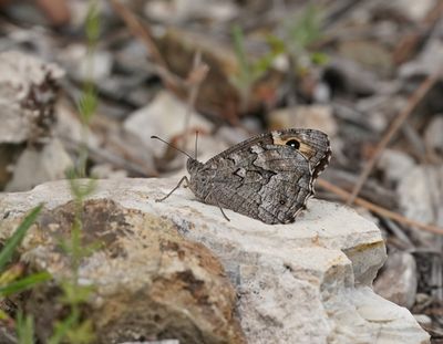Cyprusheivlinder / Cyprus Grayling
