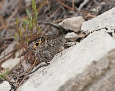 Cyprusheivlinder / Cyprus Grayling