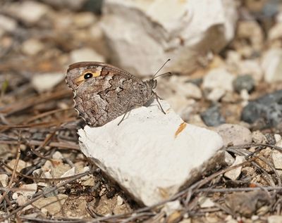Cyprusheivlinder / Cyprus Grayling