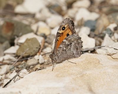 Cyprusheivlinder / Cyprus Grayling
