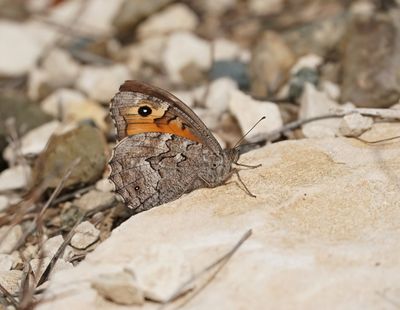 Cyprusheivlinder / Cyprus Grayling