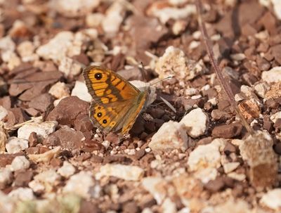 Argusvlinder / Wall Brown