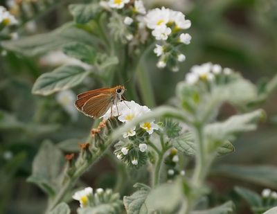 Dwergdikkopje / Lulworth Skipper