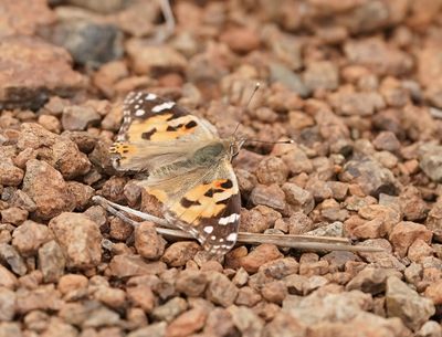 Distelvlinder / Painted Lady