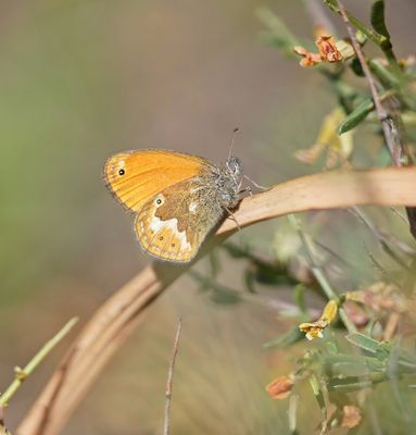 Corsicaans Hooibeestje / Corsican Heath