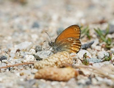 Corsicaans Hooibeestje / Corsican Heath