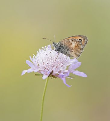 Corsicaans Hooibeestje / Corsican Heath