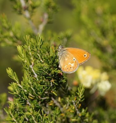 Corsicaans Hooibeestje / Corsican Heath