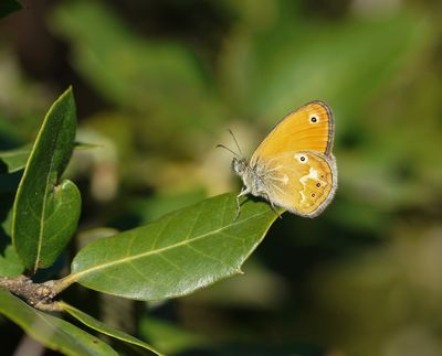 Corsicaans Hooibeestje / Corsican Heath