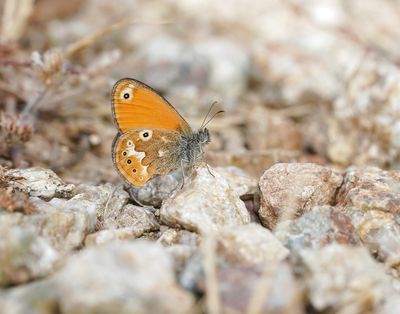 Corsicaans Hooibeestje / Corsican Heath