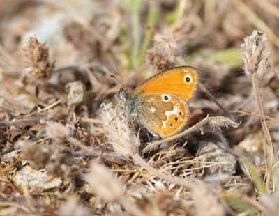 Corsicaans Hooibeestje / Corsican Heath