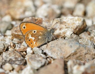 Corsicaans Hooibeestje / Corsican Heath